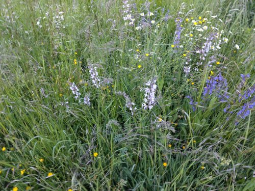 Prairie mi-haute de marguerites et de graminées dans une lumière douce, lisière boisée floue à l’arrière-plan